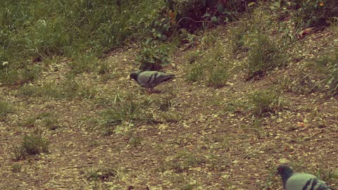 Pigeons Field Park Urban Domestic Pigeon Pens