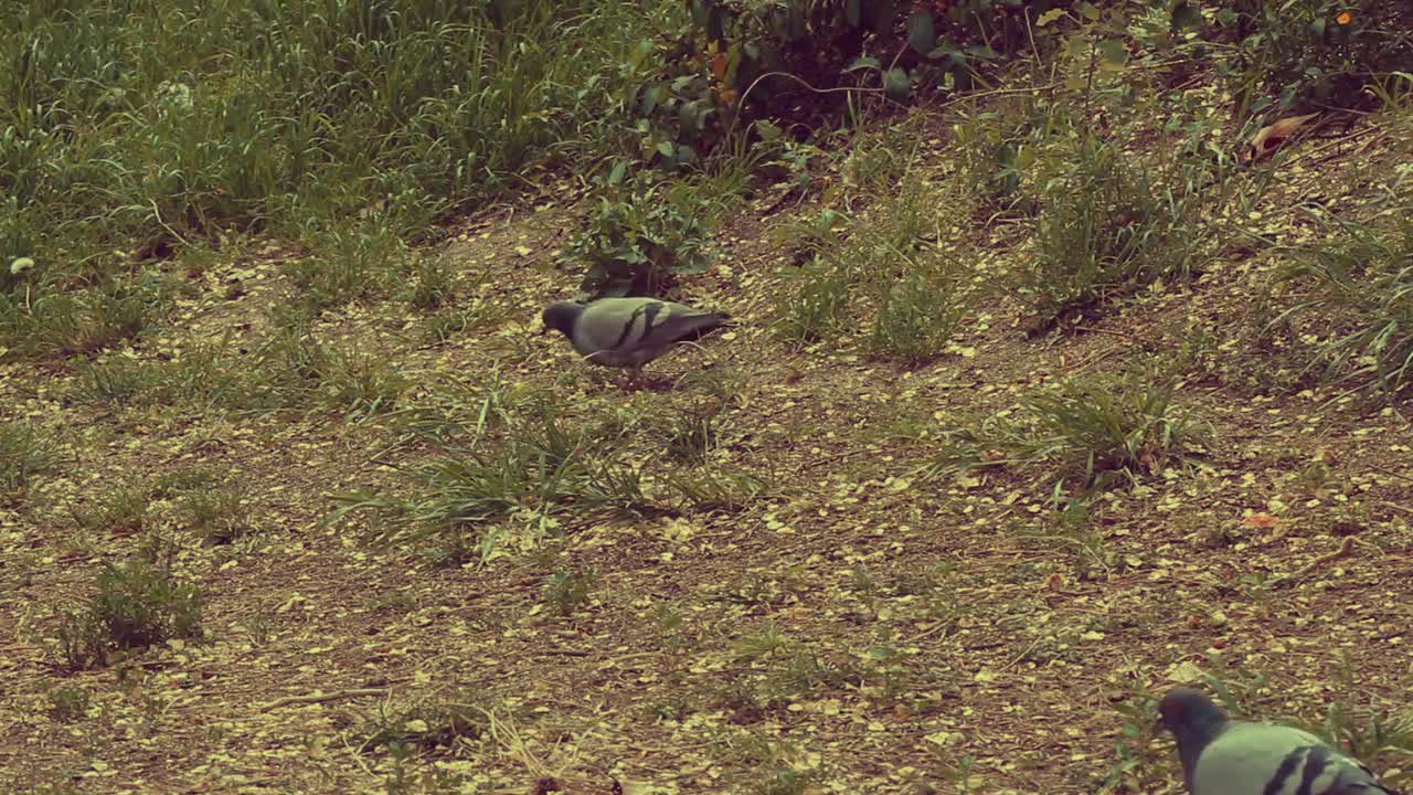 Pigeons Field Park Urban Domestic Pigeon Pens