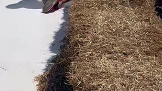 Woman Sends Baby Down Slide too Close to the Edge