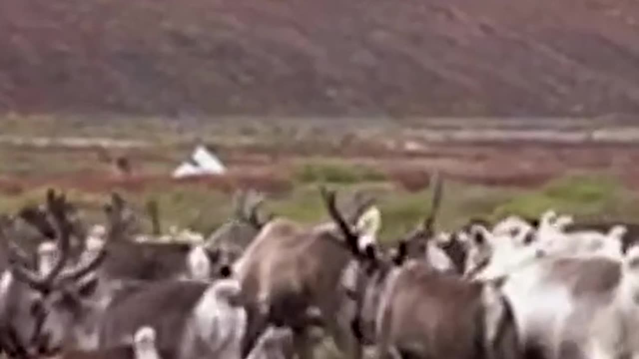 A true reindeer