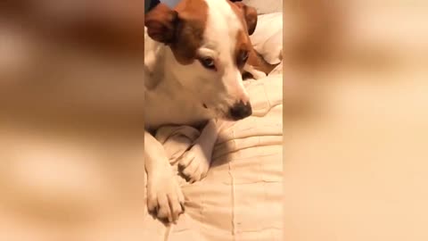 'What's that noise?' Guilty Dog Has a Cicada in its Mouth