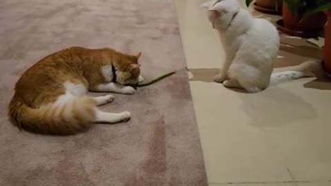 Funny cats