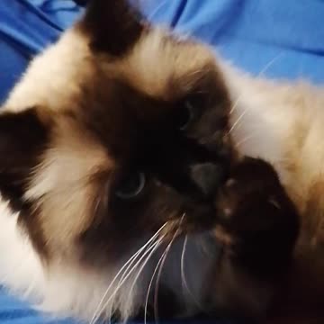 Cute cat taking bath