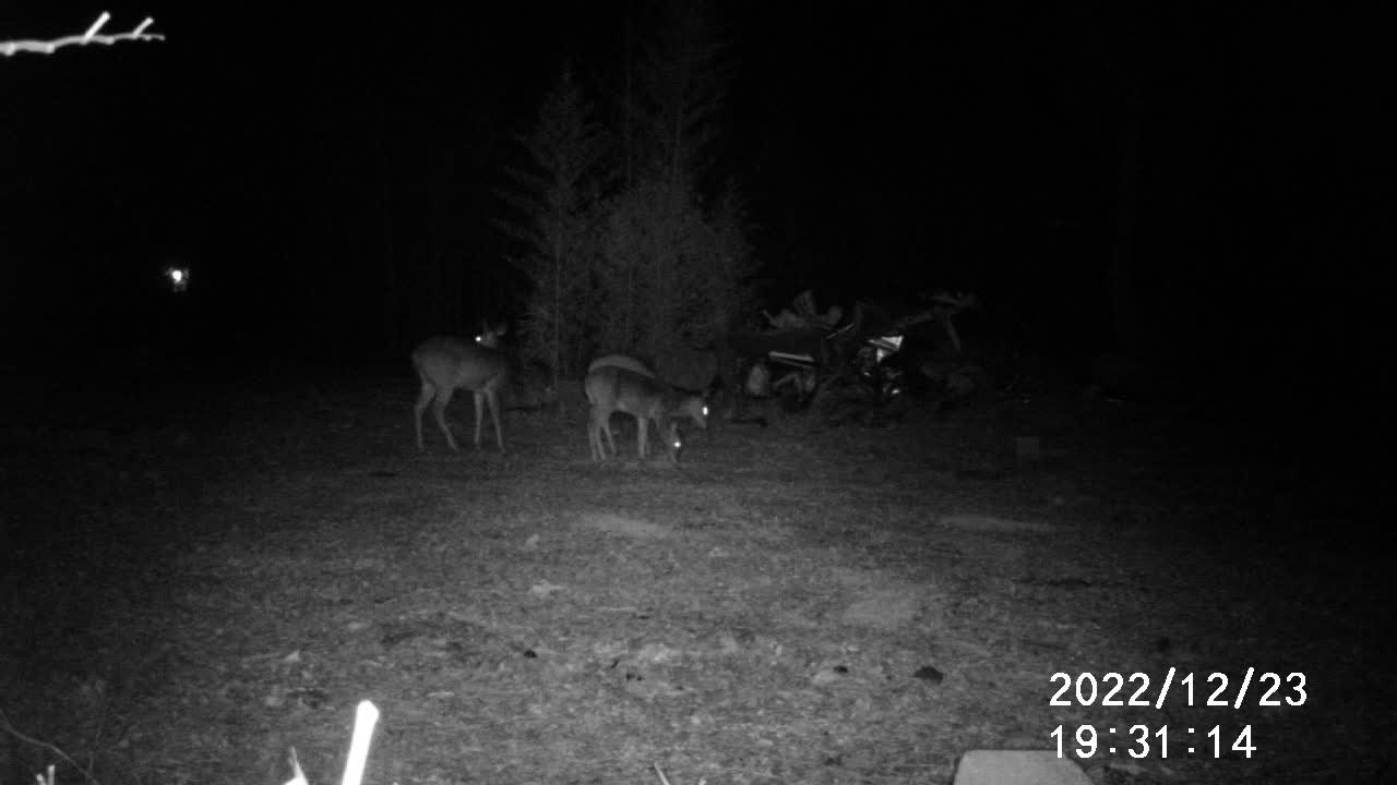 12/22/22 3 DEER