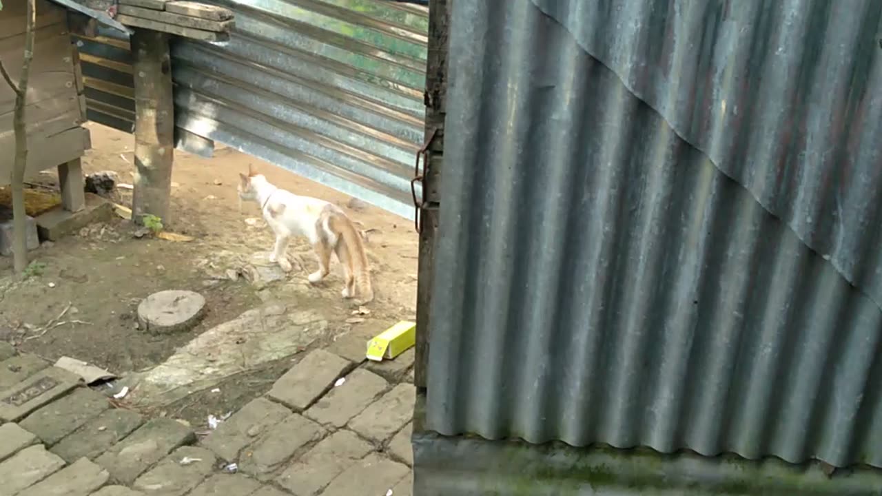 A cute cat walking