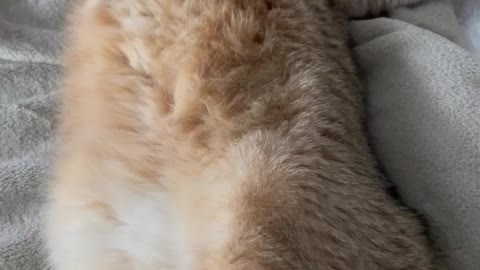 catinstagram