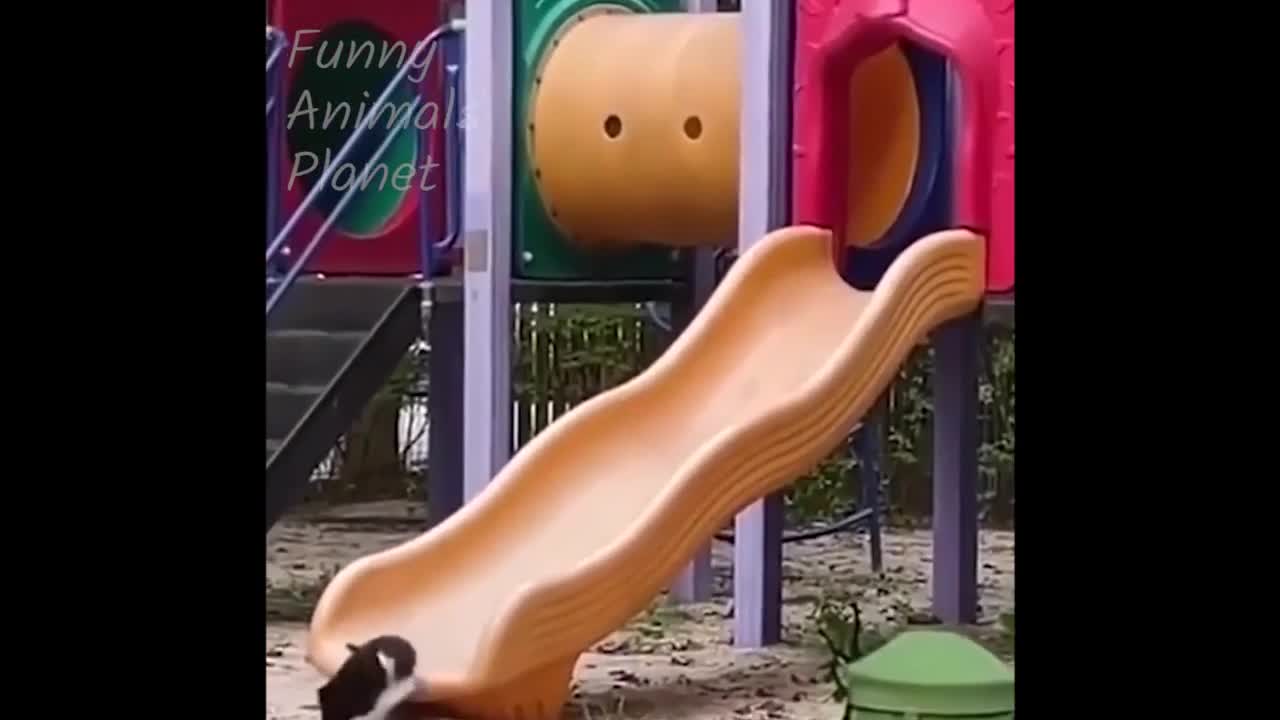 Funny Animals Playing Sports 🐶🏓🥎😻