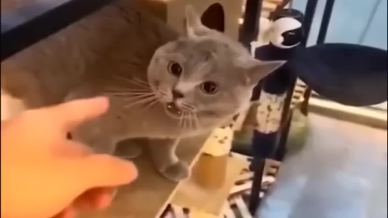 Funniest Cats and Dogs ---- _ Funny Animal Videos 2023 #viral