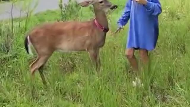 The little girl was attacked by a deer