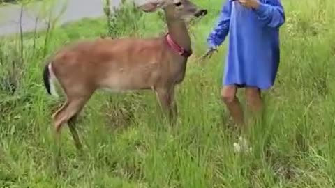 The little girl was attacked by a deer