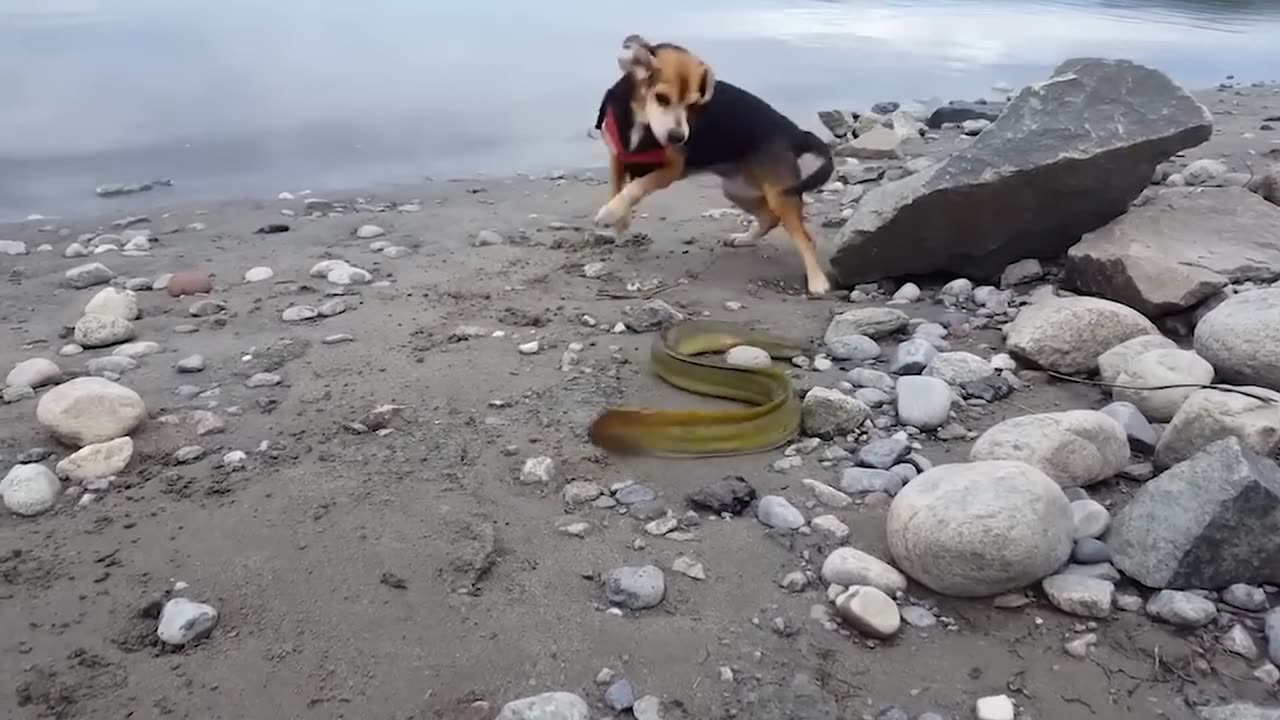 dog helps the electric eel return to the water