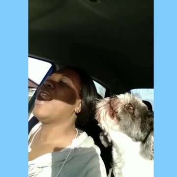 Rocky Rocking and Howling to Bruce Springsteen Dancing in the Dark