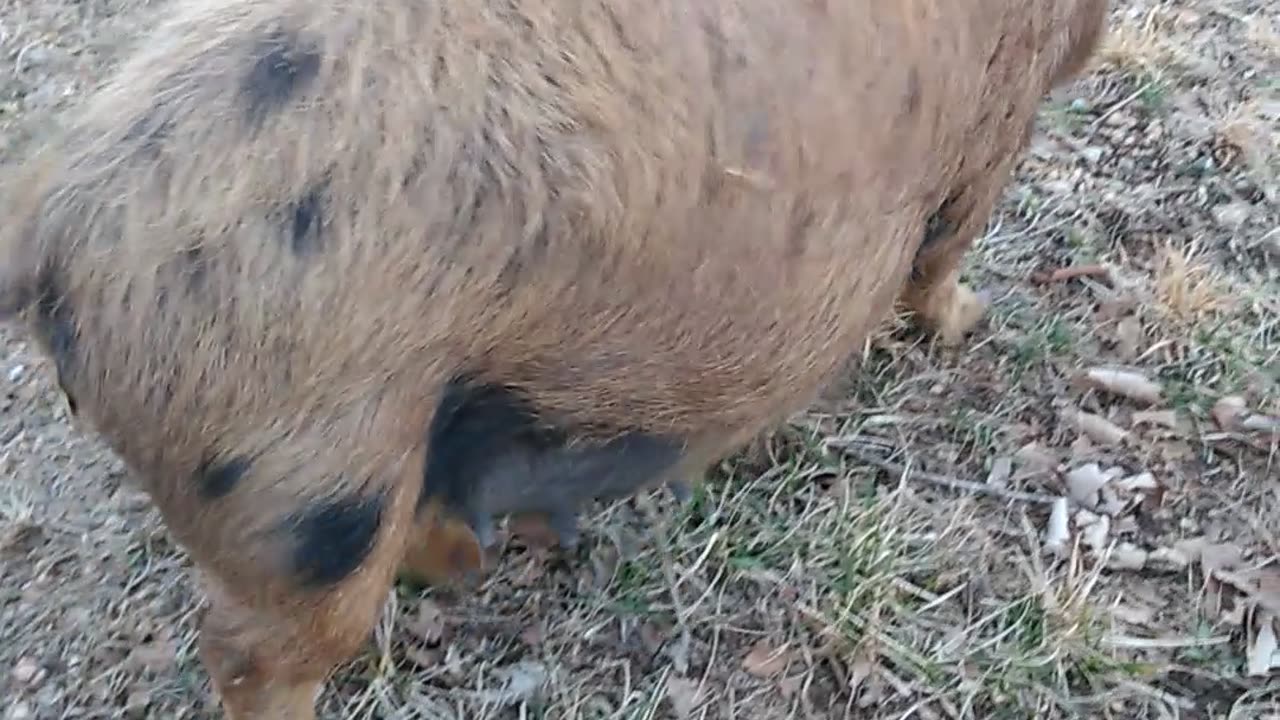 Kune pig falls over for massage