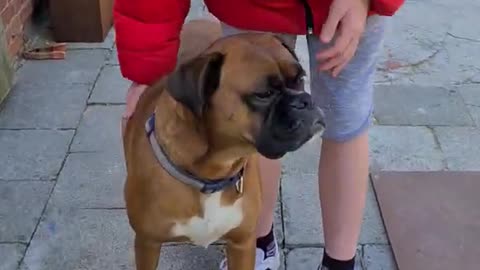 Boxer dog loves children 5 years