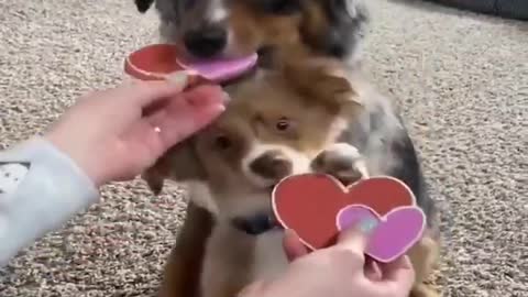 Doggie gets heart