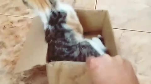 Cat likes riding in box