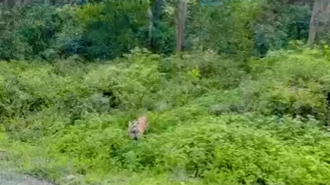 Tiger faceoff - Corbett National Park