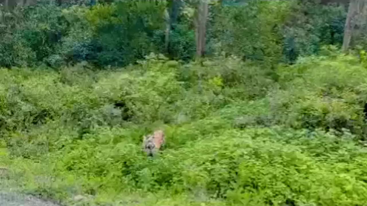 Tiger faceoff - Corbett National Park
