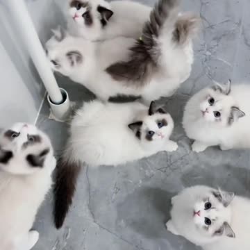 Fanny Cat Video and Kittecat Cat Video