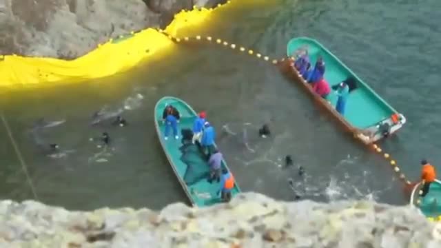 e of dolphin slaughter in Taiji Cove, as annual hunt begins_Cut