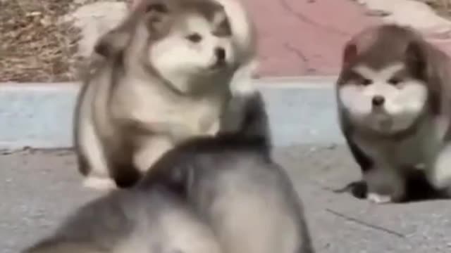 Cute dogs