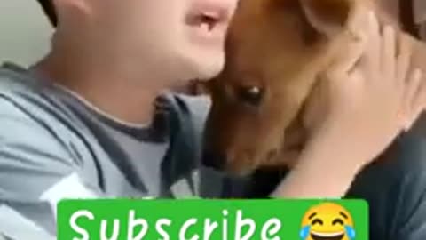 Funny dog video