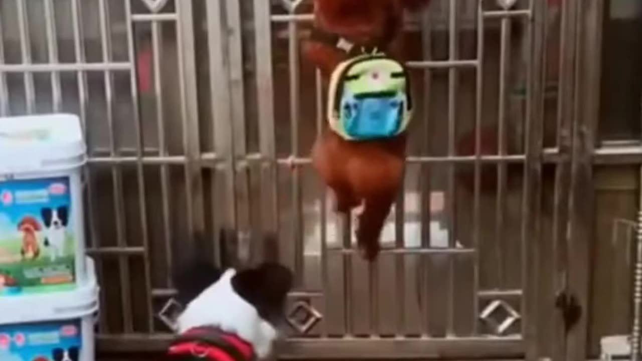 Funniest Dog Video