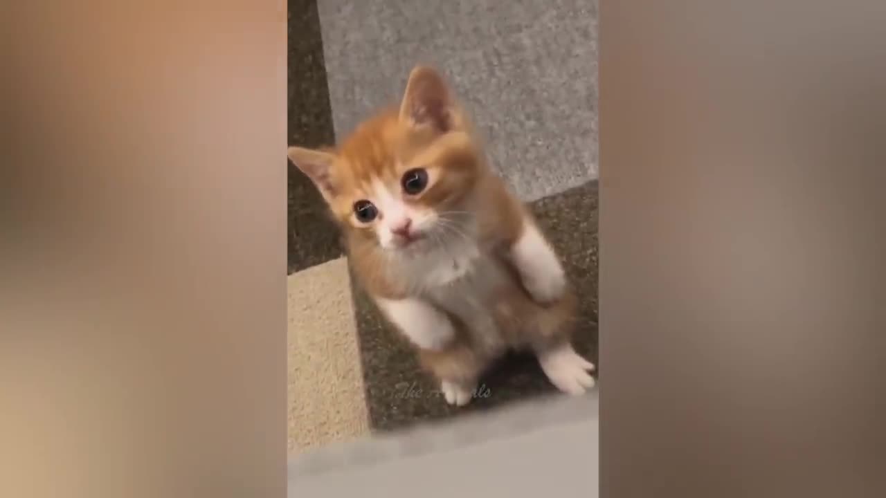 Best Funny Animal Video Of 2023 🤣-Funniest Cats And Dogs Videos😺😍