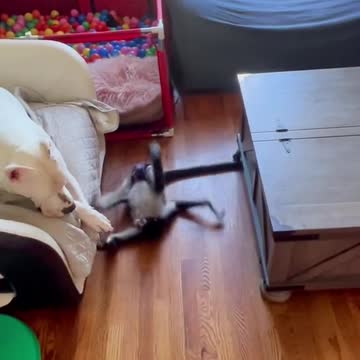 Id say Keke is the happiest monkey around 😂🐒🤪