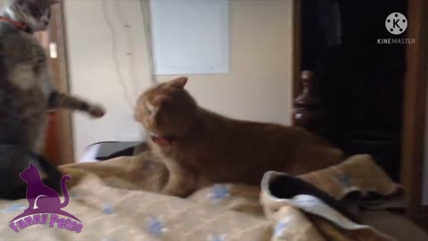 the world funnest dog and cat 🐈with boy