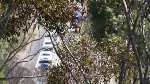 California Tree Branches With Road In Background