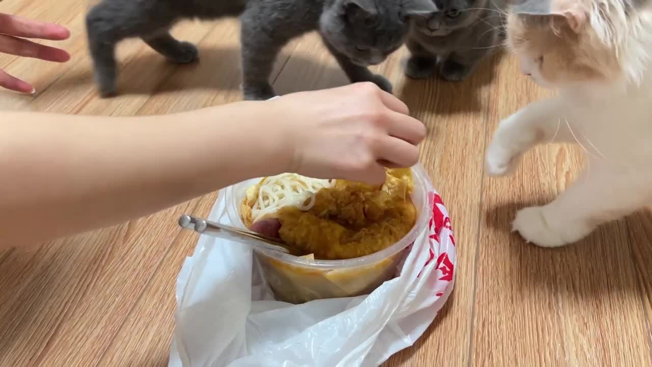 When I put the "Luosifen" in the cat's house
