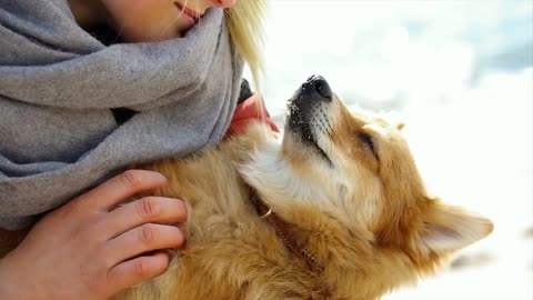 How to Know Is Your Dog Happy Or Sad? Top 10 Signs Your Dog Is Happy With You