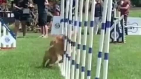 Dog training