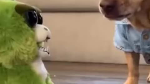 Dog ​​fighting for a snack with a toy
