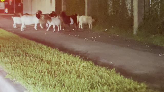 A Herd of Goats are on the Loose in Miami