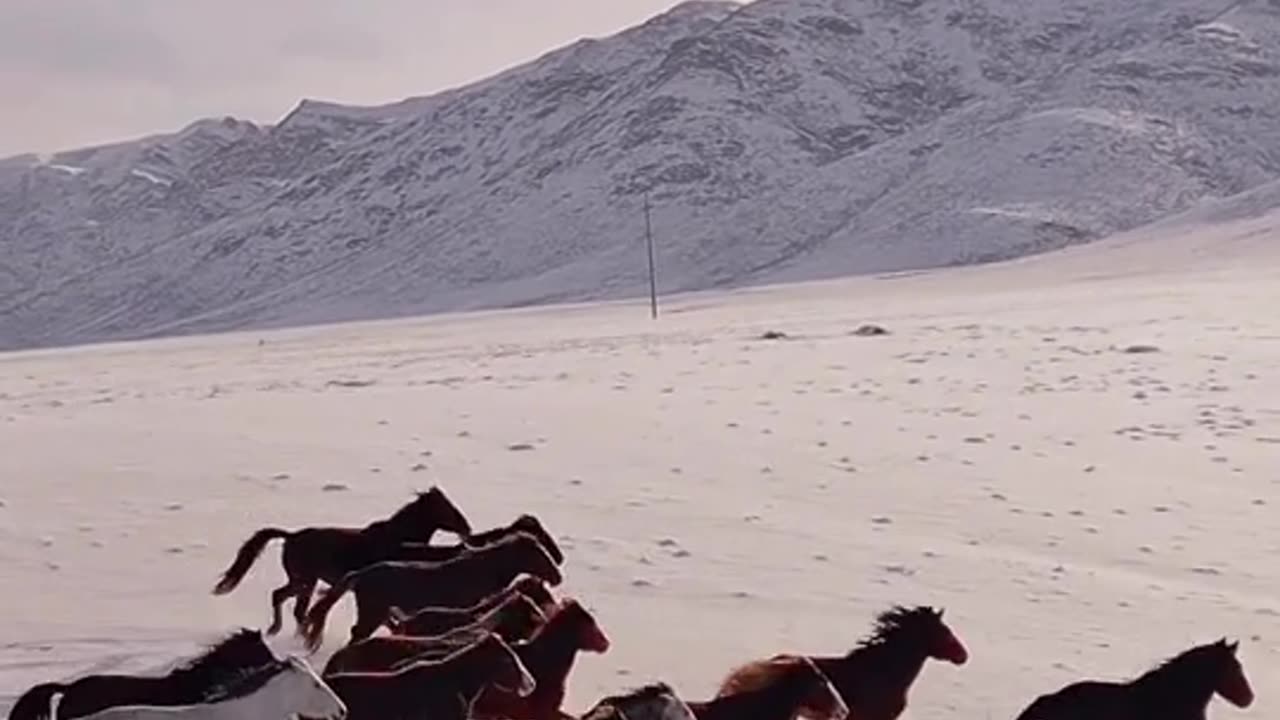 Horse video# nature love# relaxing video