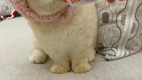 77_12956_爱笑的小年糕_是什么让小猫咪沉迷其中无法自拔#金牌潮宠官 #萌宠头号玩家 @天猫