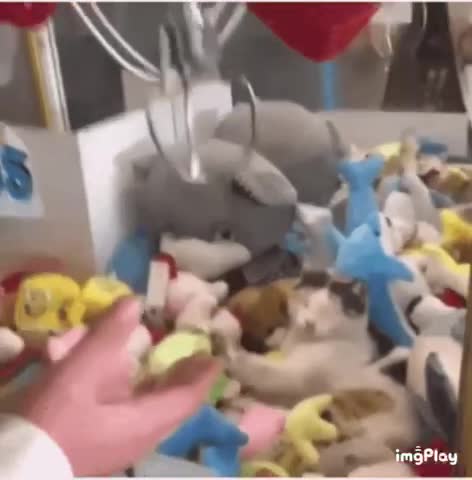 Cute Cat Claw Machine Gif! 🥰💗🐈