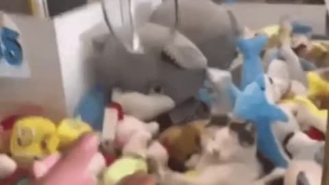 Cute Cat Claw Machine Gif! 🥰💗🐈