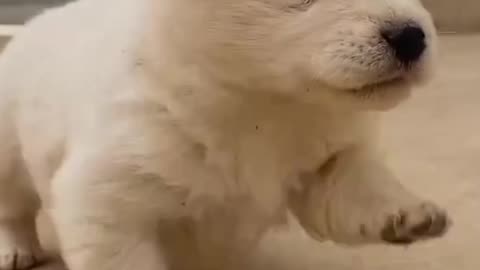 Cute puppy