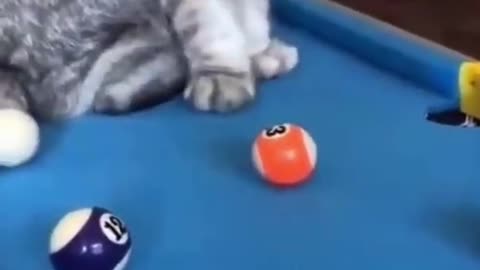 Funny cats playing tennis