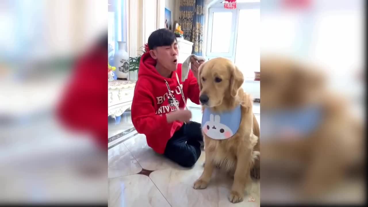 Compilation of Cute and Funny Animal Videos: Best Friend