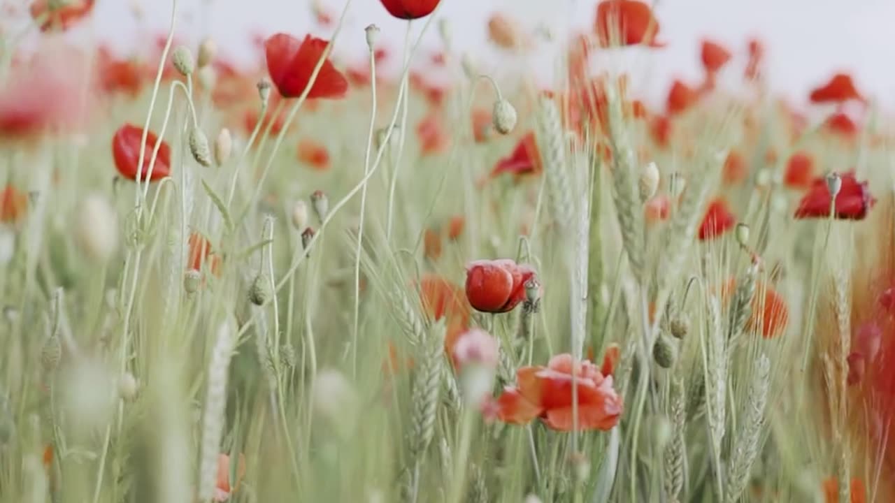 Beautiful nature