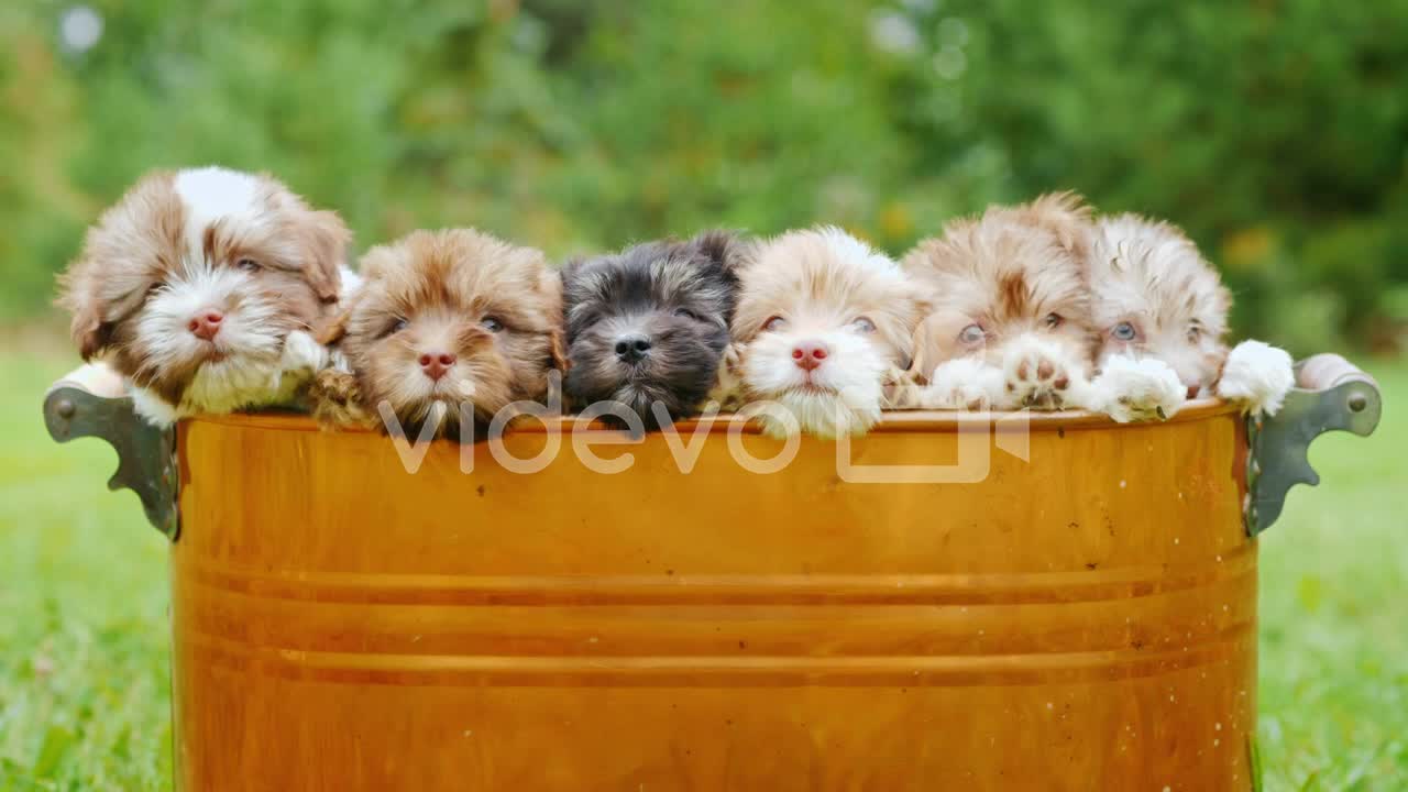 Cute Puppies In A Copper Bucket