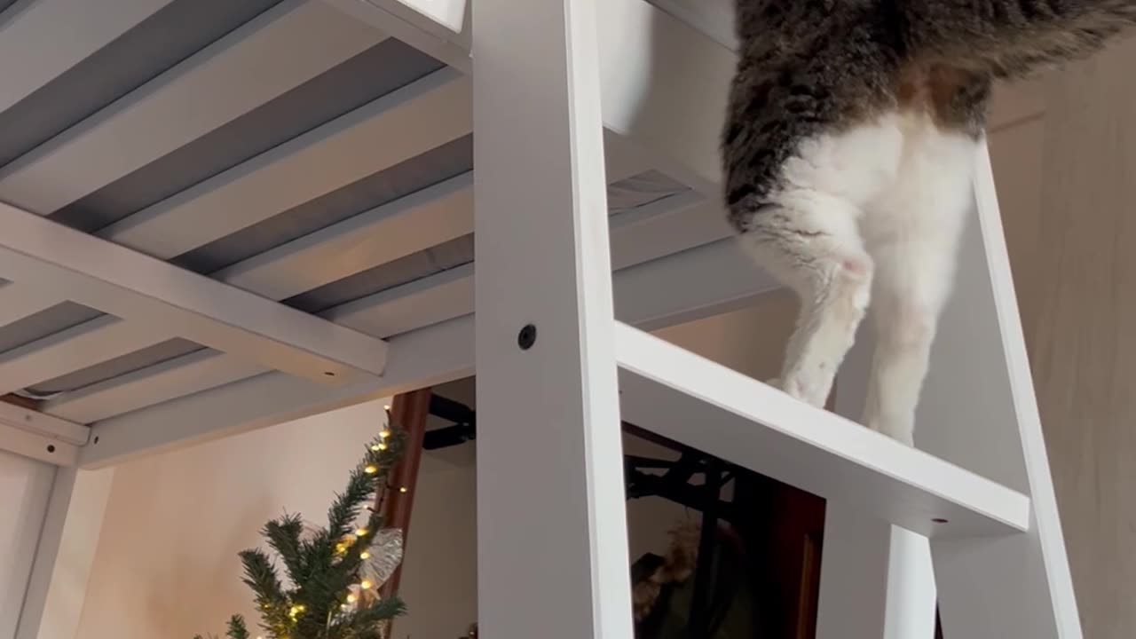 Recovering Three Legged Cat Climbs Bed Ladder After Surgery