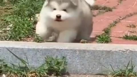 Funny animal