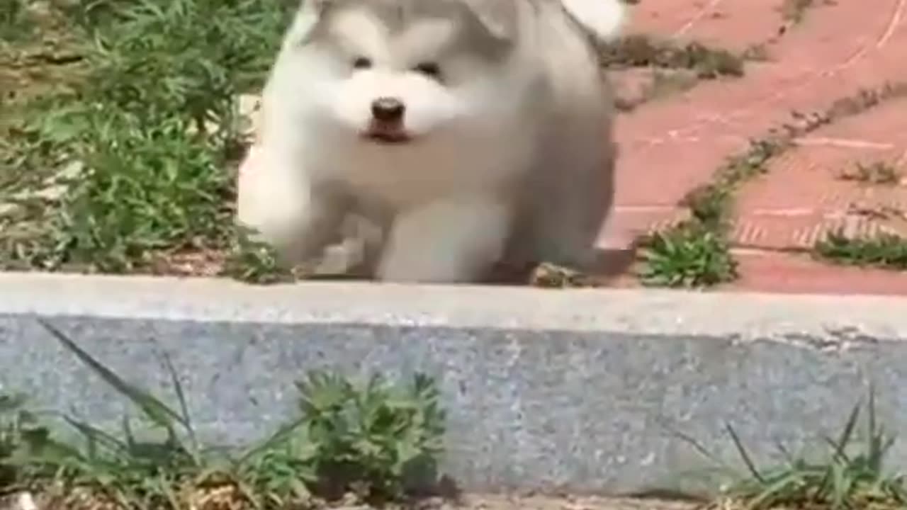 Funny animal