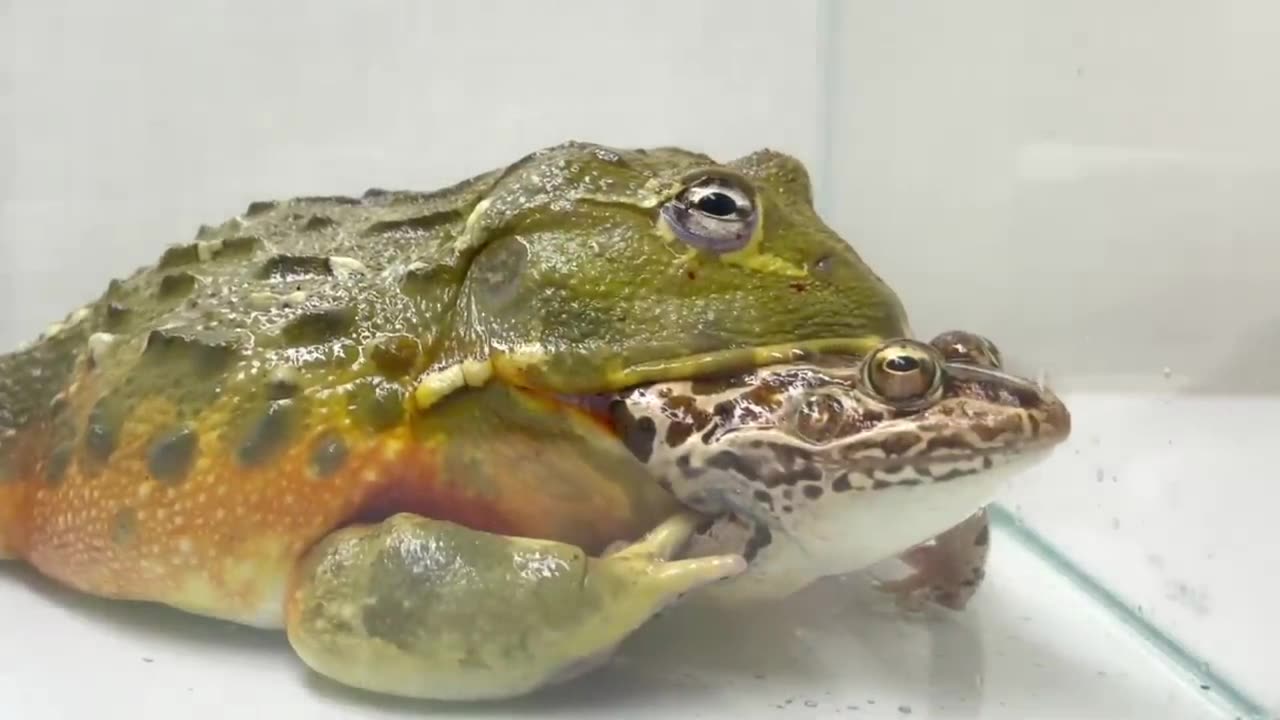 Big frog and small frog