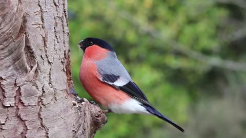 Regardez bien la beauté de cet oiseau " BOUVREUIL"